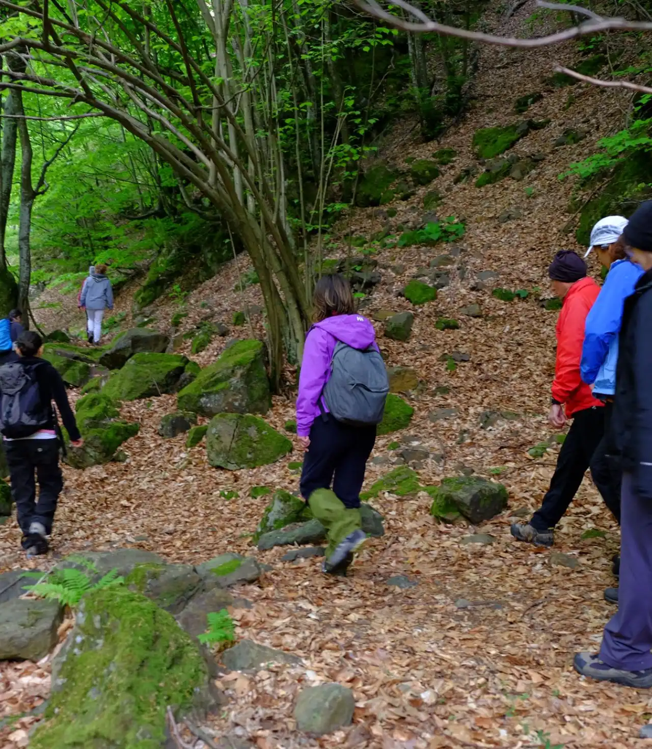Günübirlik Erikli Yaylası