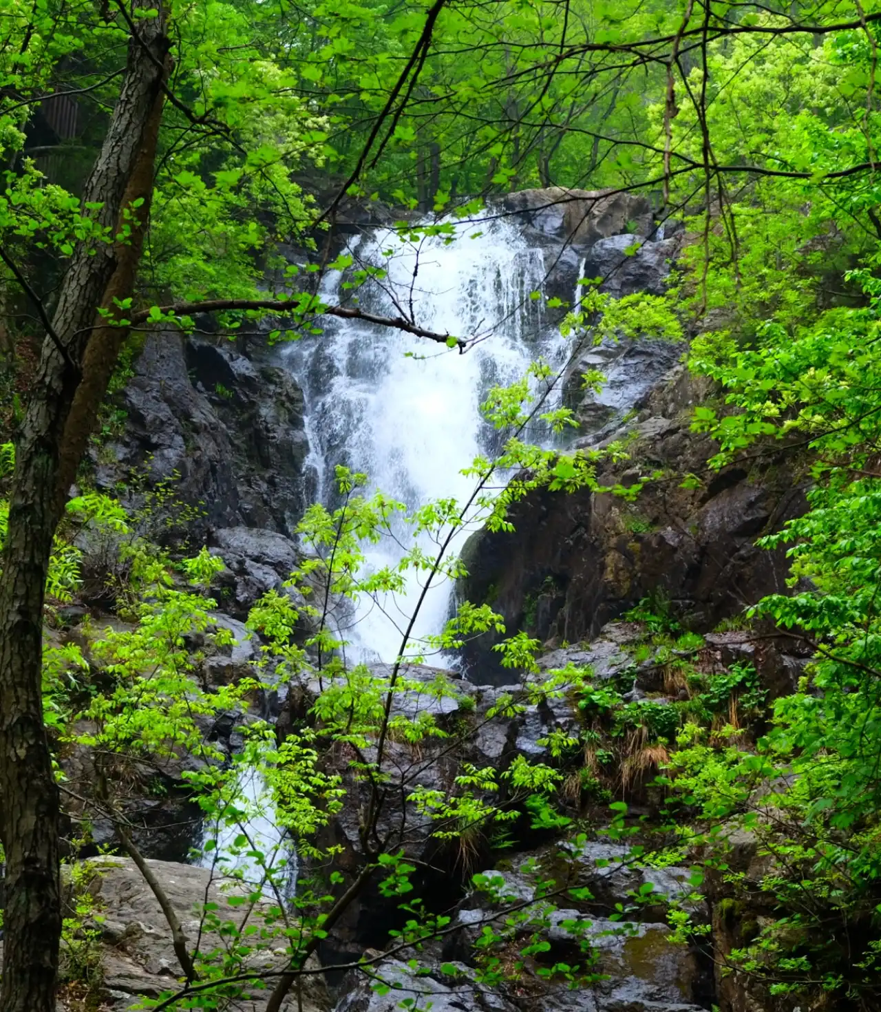 Günübirlik Erikli Yaylası