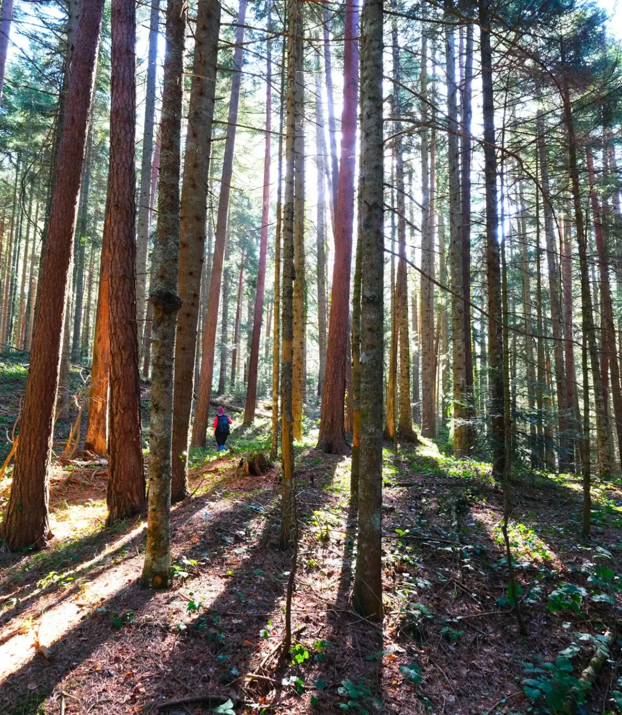 Sülüklügöl Günübirlik Yürüyüş