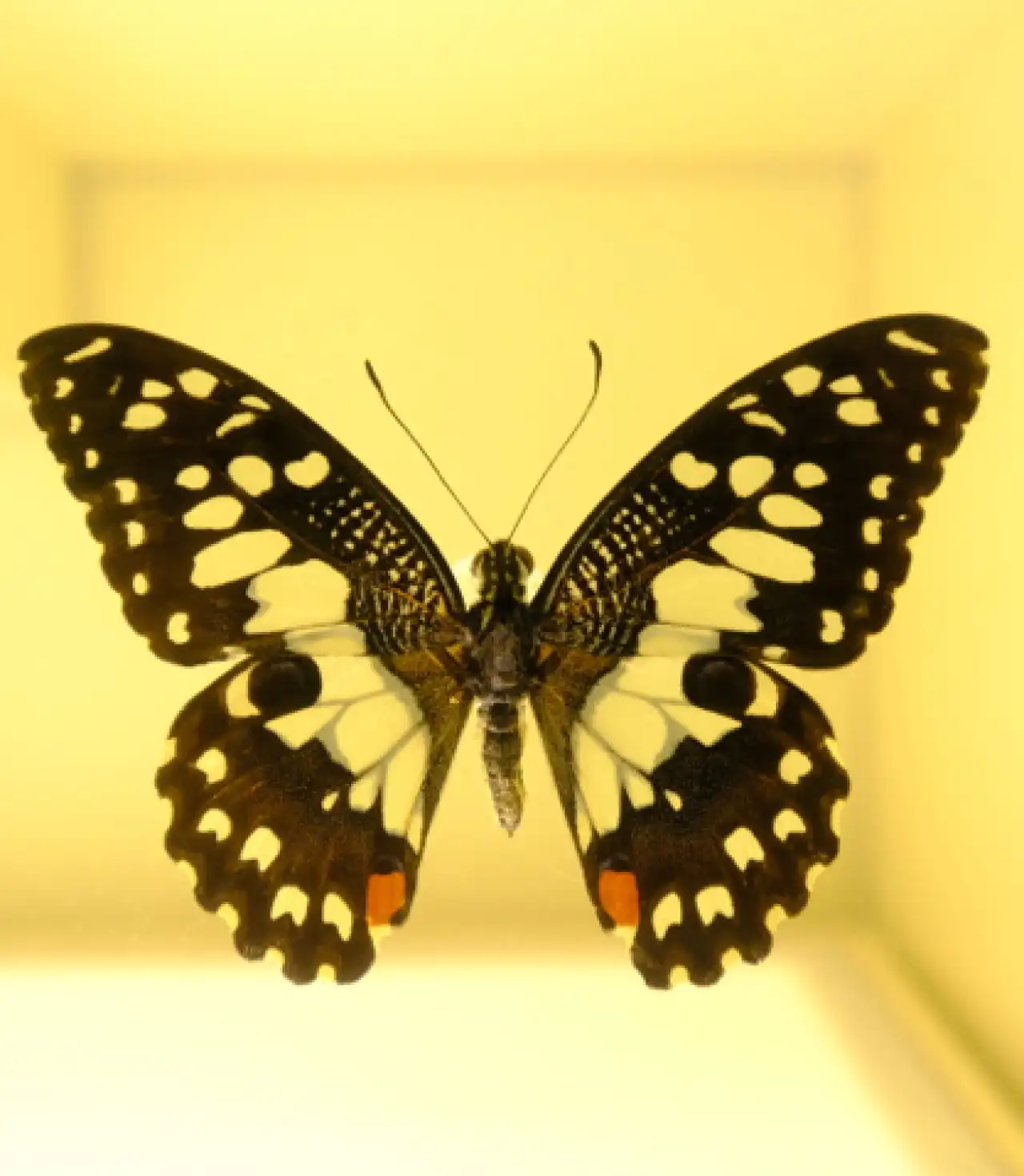 Yüksek Hızlı Trenle Konya Çatalhöyük