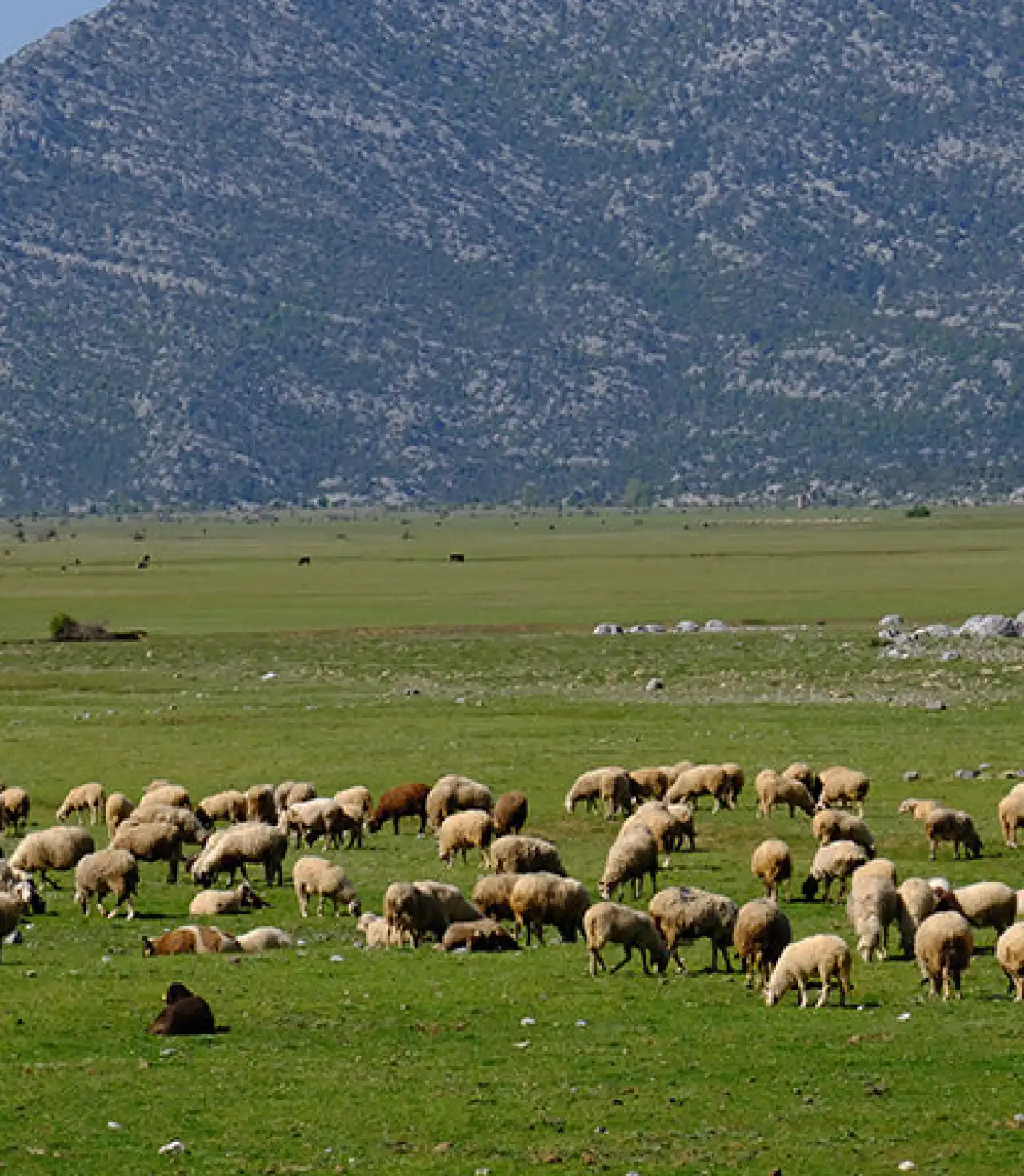 Ormana Düğmeli Evler