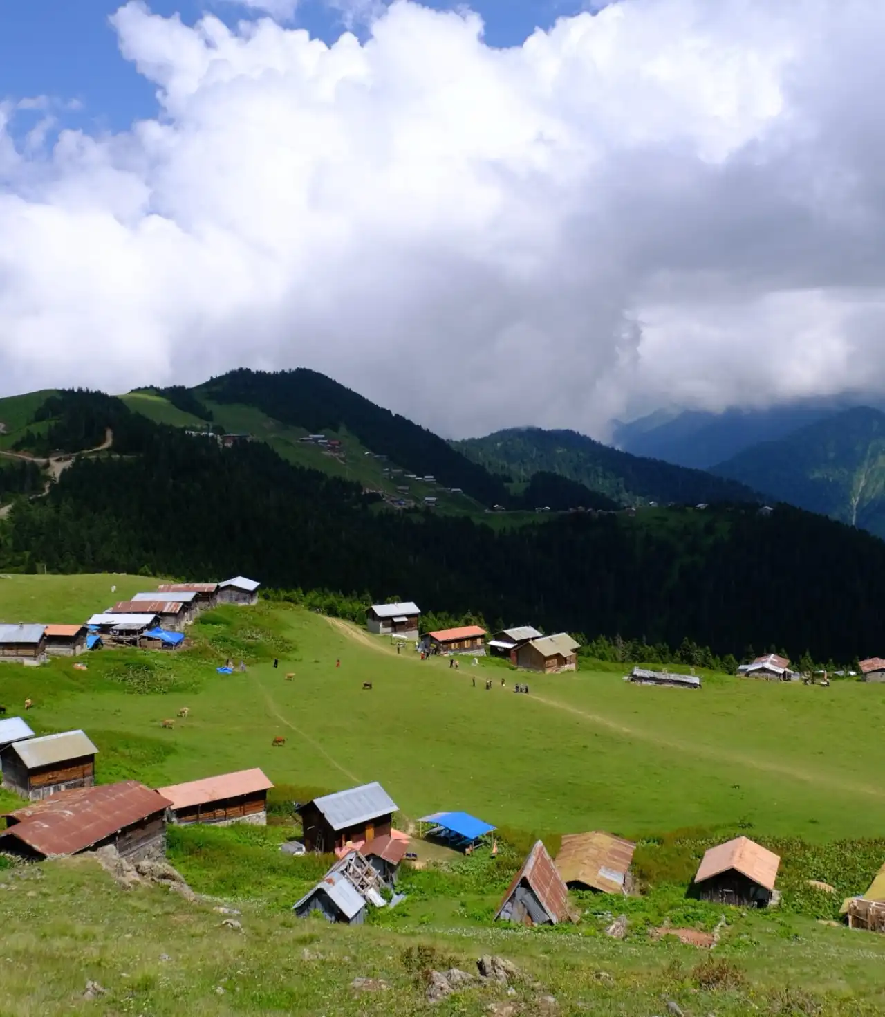 Pokut ve Sal Yaylaları Doğu Karadeniz Yaylaları