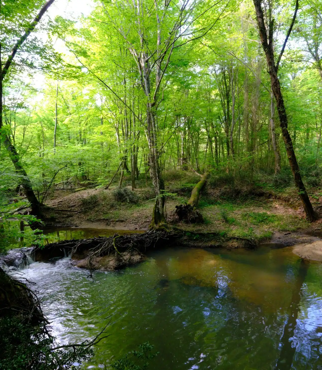 Longoz Ormanları İğneada Longoz Ormanları