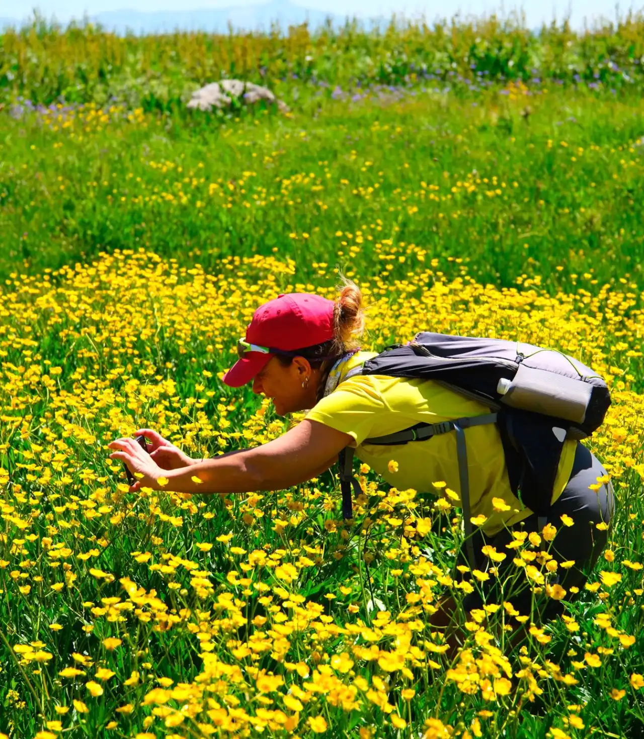 Berçelan Yaylası Çiçekler Berçelan Yaylası Fotoğrafçılık