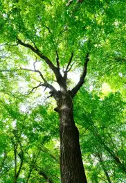 İğneada Longoz Ormanları