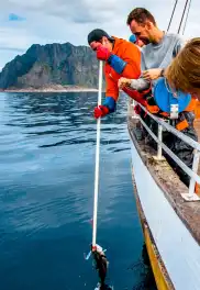 Norveç Lofoten Adaları Teknede Balık Tutmak