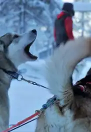 İsveç - Lapland Ve Kuzey Işıkları (Igloo Konaklamalı)