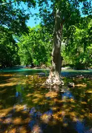 Ormana Düğmeli Evler