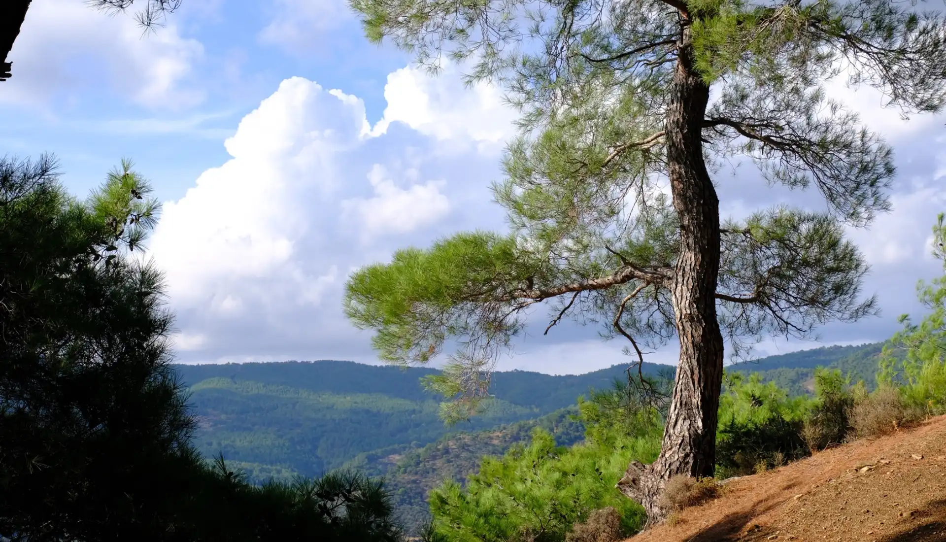 Kaz Dağları Trekking Turu Ağaçlı Manzara