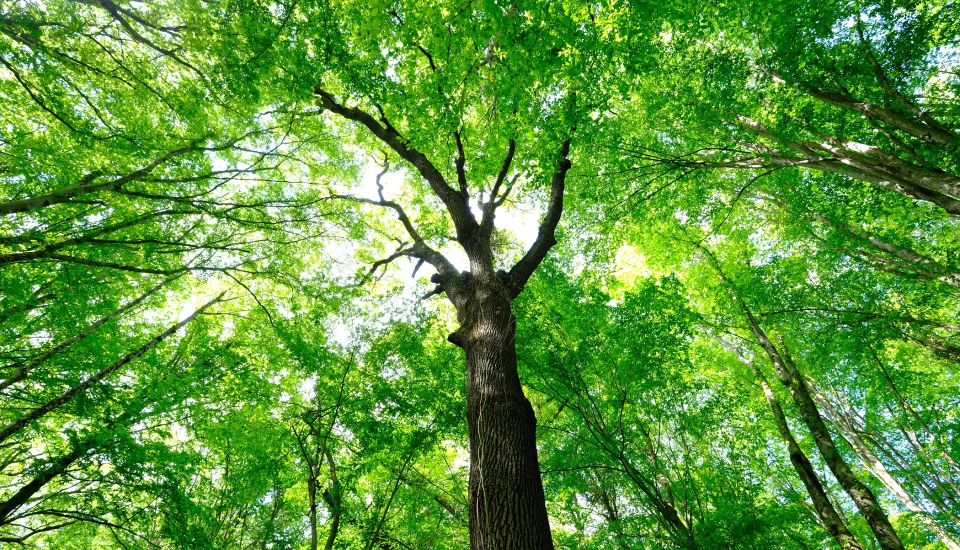 İğneada Longoz Ormanları