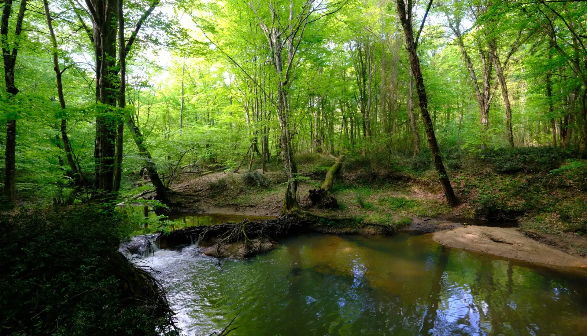 İğneada Longoz Ormanları