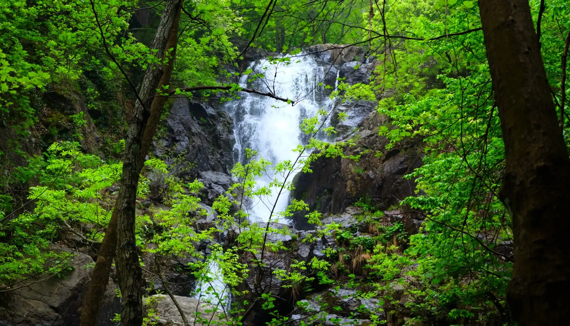 Günübirlik Erikli Yaylası
