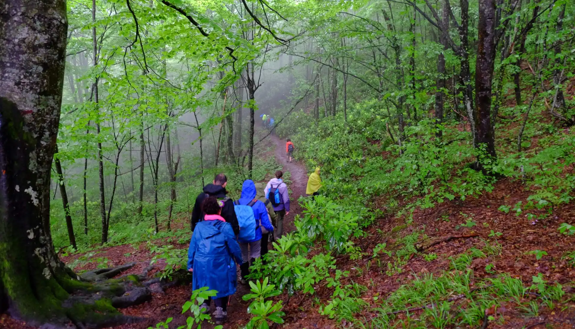 Menekşe Yaylası Günübirlik
