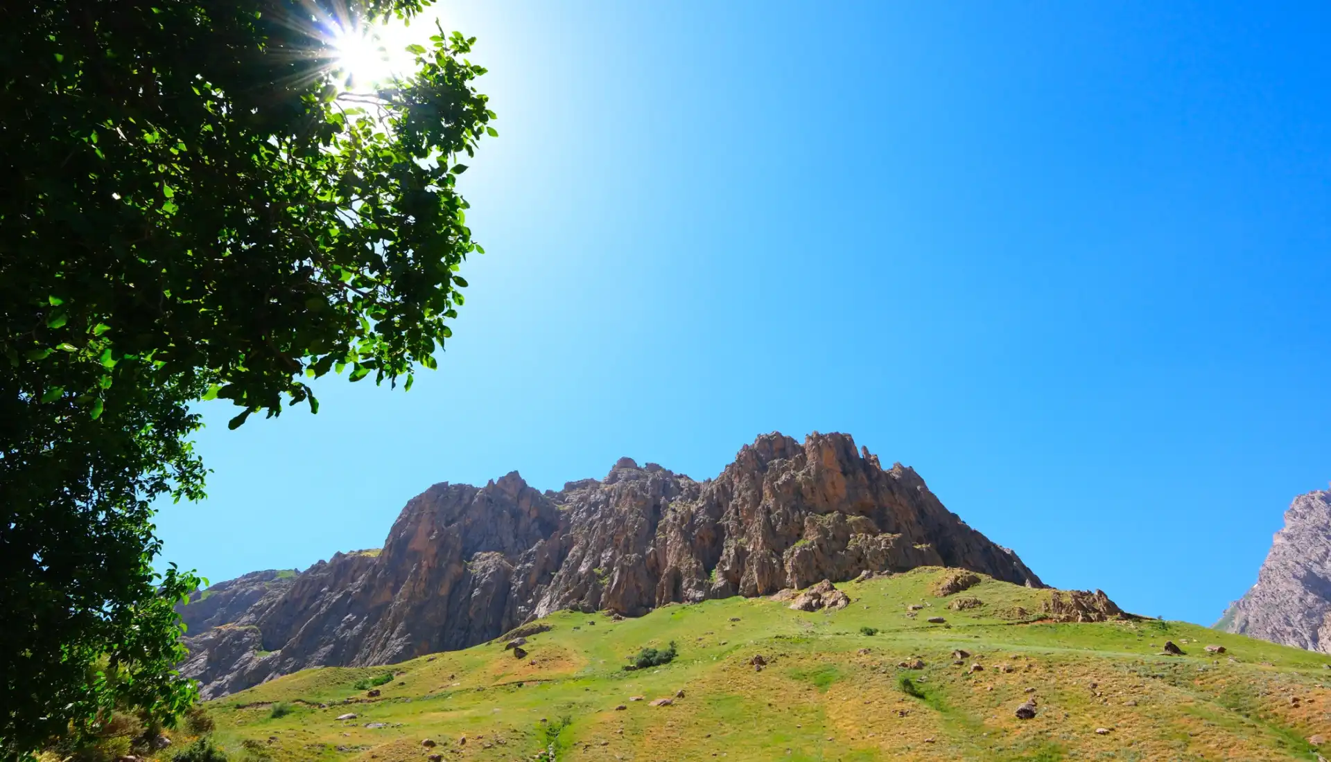 Hakkari Vadileri Ağaç