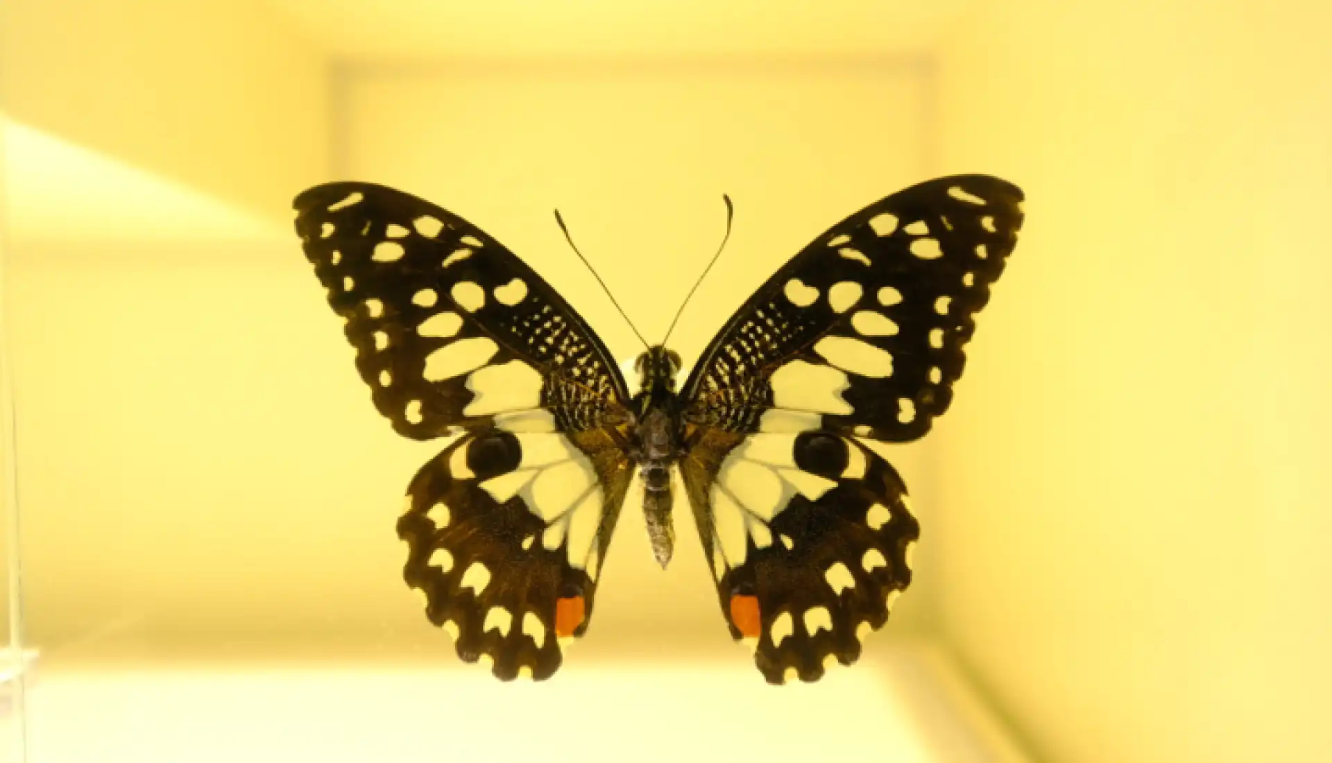 Yüksek Hızlı Trenle Konya Çatalhöyük