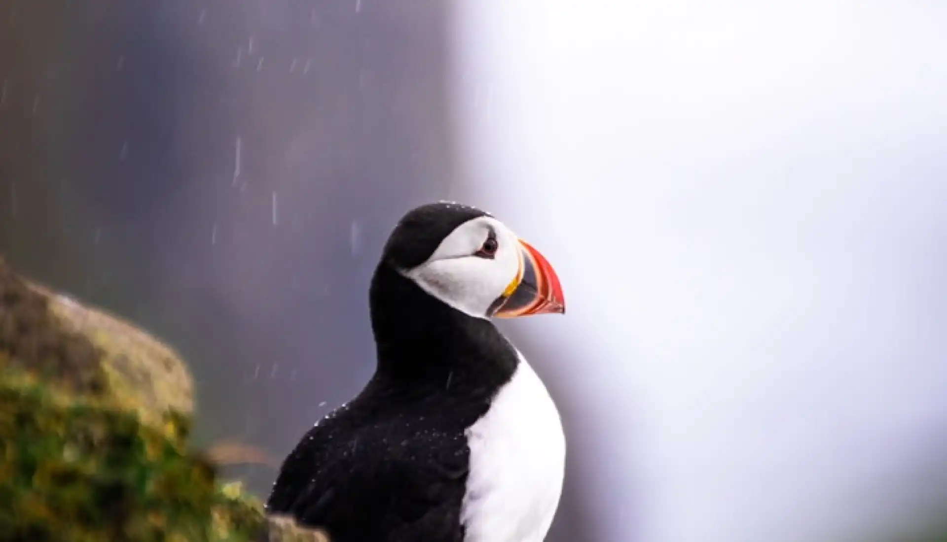 Kuzeyin Rüya Adaları 1: Faroe Adaları Kuş