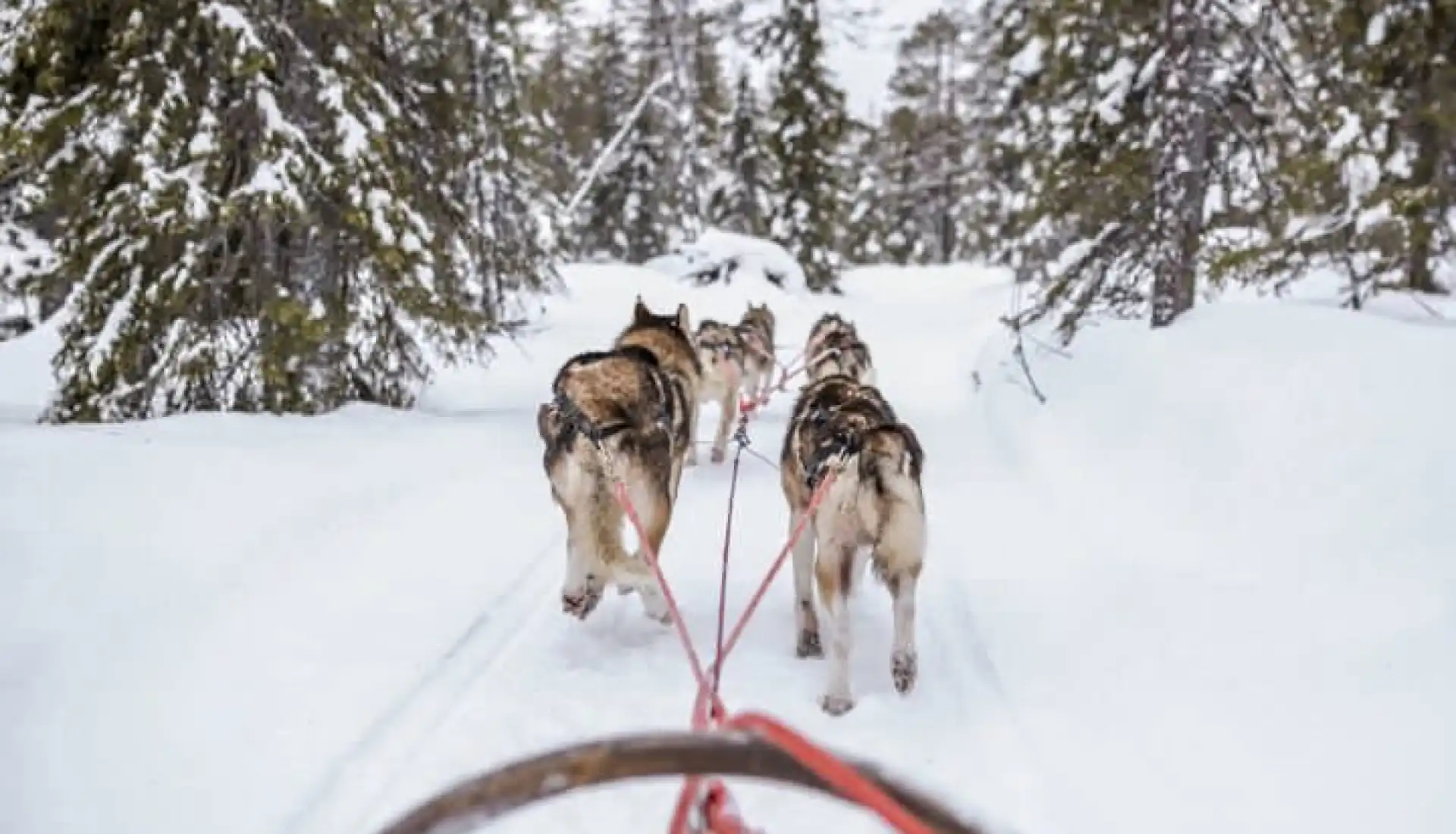 Finlandiya - Lapland Kuzey Işıkları Turu