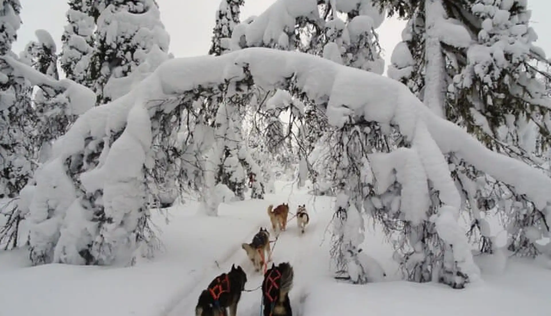 Finlandiya Karlı Ağaçlar