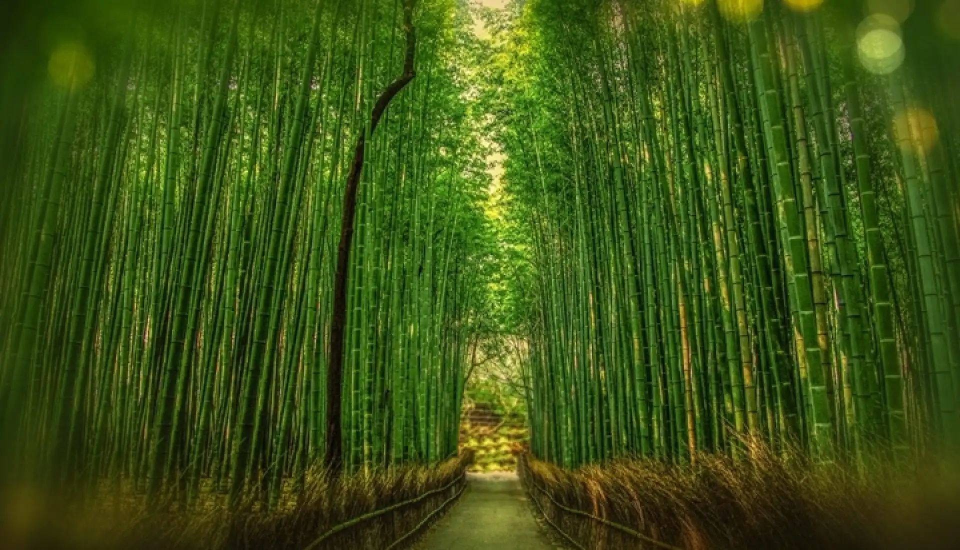 Japonya Bambu Yolu