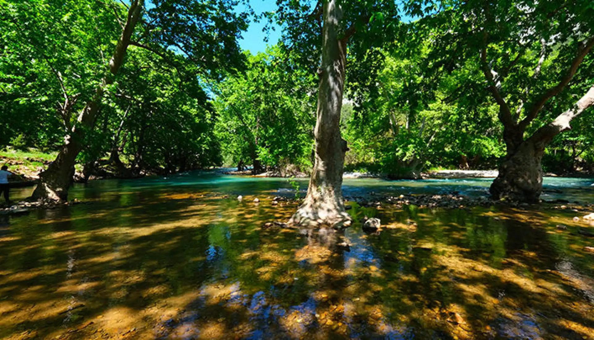 Ormana Düğmeli Evler