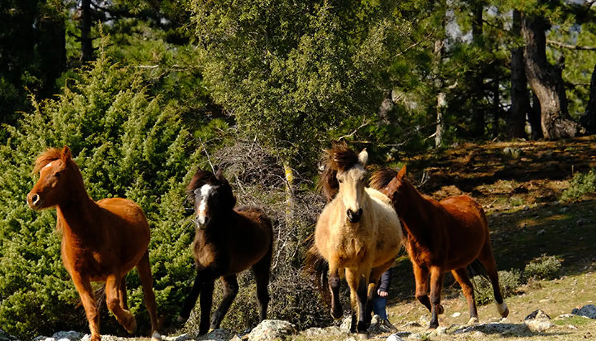 Ormana Düğmeli Evler
