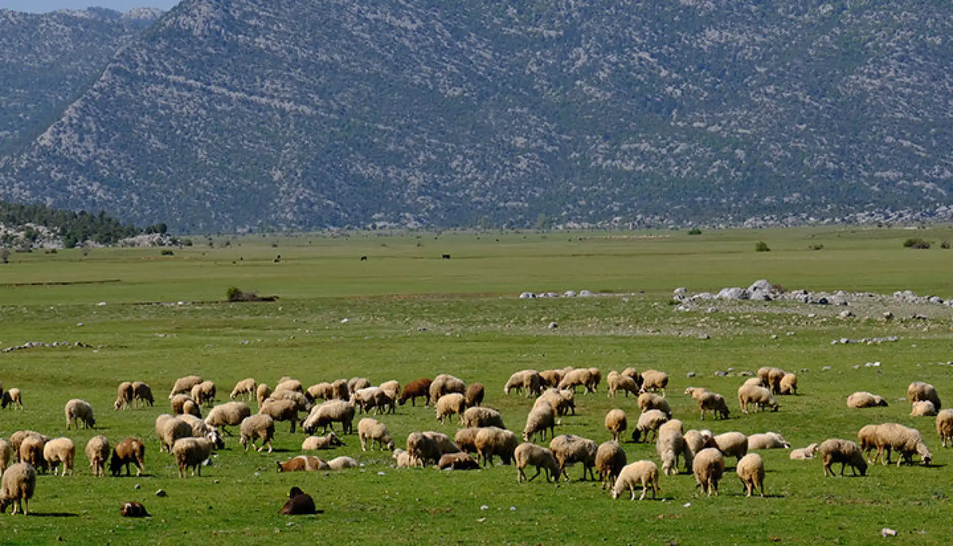 Ormana Düğmeli Evler