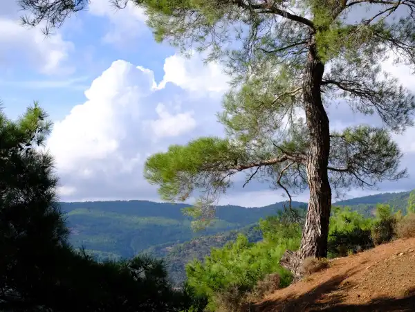 Kaz Dağları Trekking Turu Ağaçlı Manzara