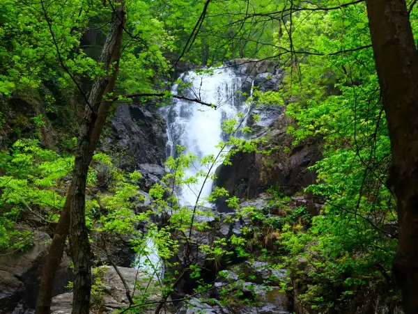 Günübirlik Erikli Yaylası