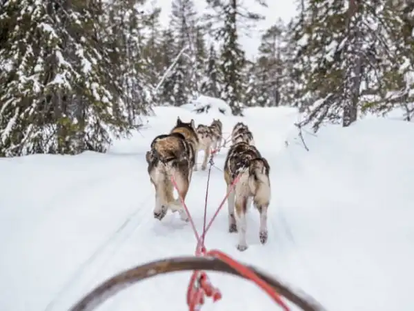 Finlandiya - Lapland Kuzey Işıkları Turu