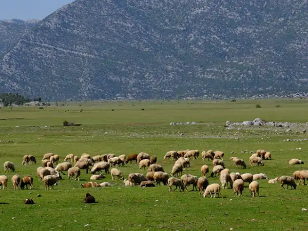 Ormana Düğmeli Evler