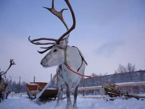 Svalbard Kuzey Işıkları Ve Kış Aktiviteleri Svalbard Kuzey Işıkları Ve Kış Aktiviteleri