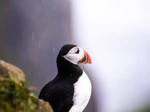 Kuzeyin Rüya Adaları 1: Faroe Adaları Turu Kuzeyin Rüya Adaları 1: Faroe Adaları Kuş