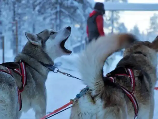 İsveç - Lapland Ve Kuzey Işıkları (Igloo Konaklamalı) İsveç - Lapland Ve Kuzey Işıkları (Igloo Konaklamalı)