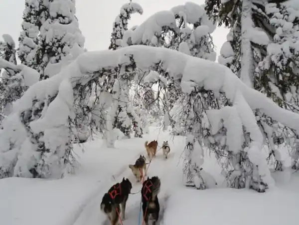 İsveç - Lapland Ve Kuzey Işıkları (Igloo Konaklamalı) İsveç - Lapland Ve Kuzey Işıkları (Igloo Konaklamalı)