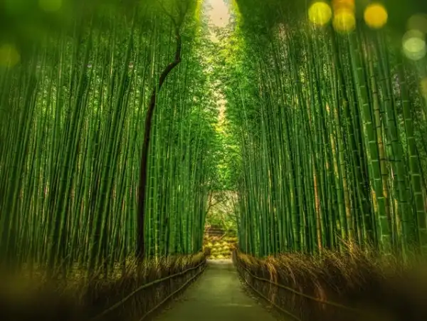 Japonya Turu: Tokyo, Kyoto ve Fuji Dağı'na Yolculuk Japonya Bambu Yolu