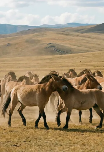 Moğolistan Turu | Ulan Batur · Gobi Çölü · Terelj · Orhun Yazıtları