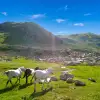 Laz Alpleri (Her Şey Dahil)