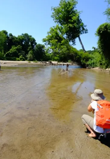 İğneada Longoz Ormanları