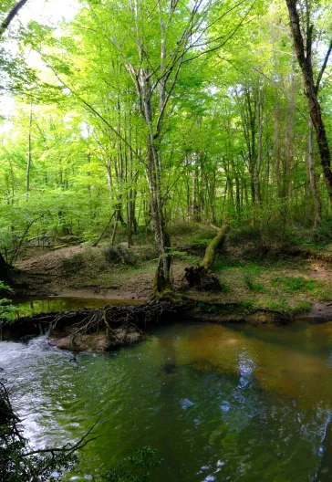 İğneada Longoz Ormanları