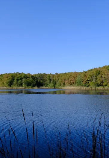 İğneada Longoz Ormanları