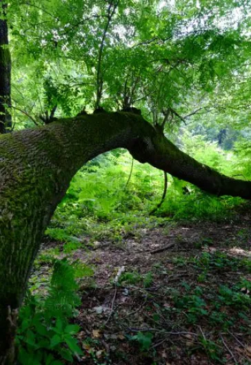 İğneada Longoz Ormanları