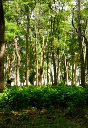İğneada Longoz Ormanları