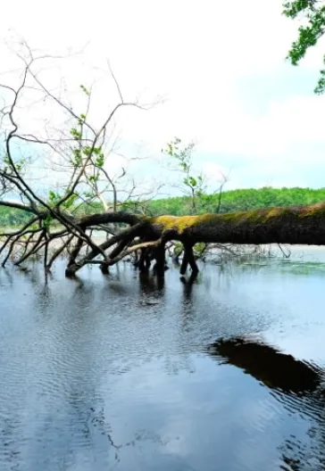 İğneada Longoz Ormanları