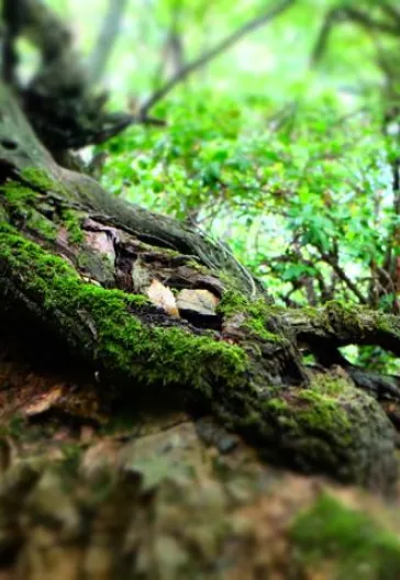 Erikli Yaylası Ve Şelalesi