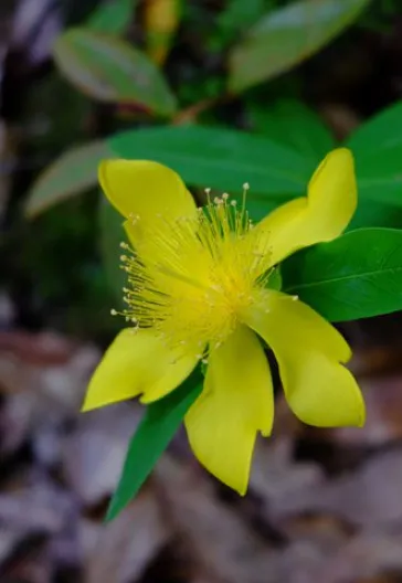 Erikli Yaylası Ve Şelalesi