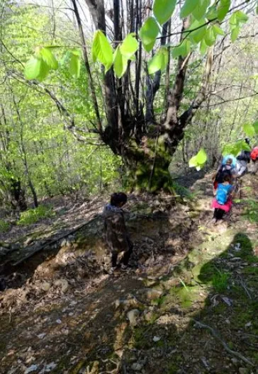 Erikli Yaylası Ve Şelalesi