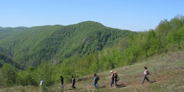 Menekşe Yaylası