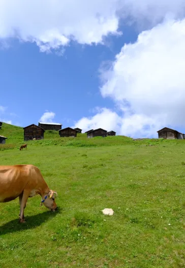 Premium Eastern Black Sea Tour (3 Nights 4 Days)