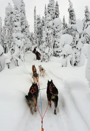 Svalbard Kuzey Işıkları Turu