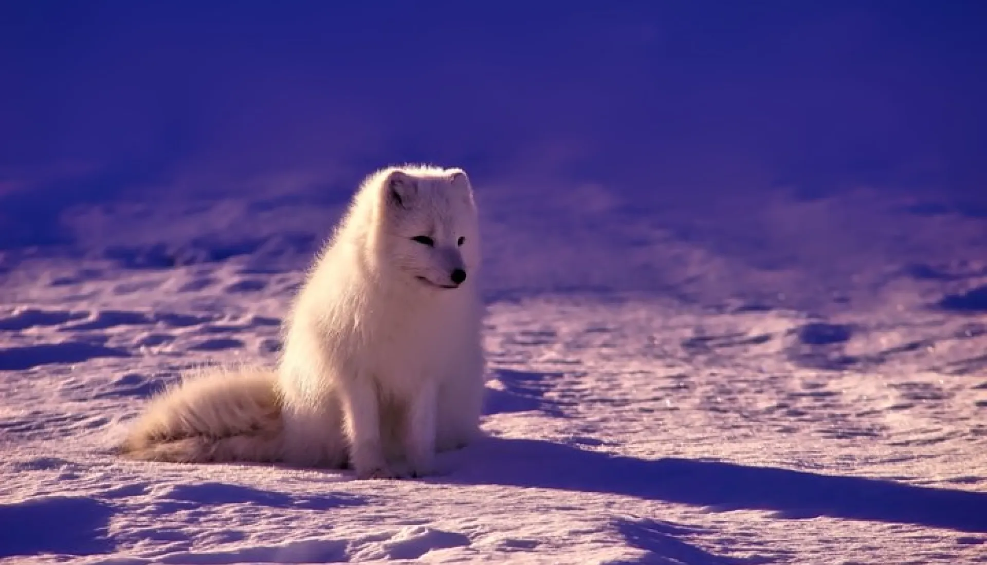 Svalbard Kuzey Işıkları Turu